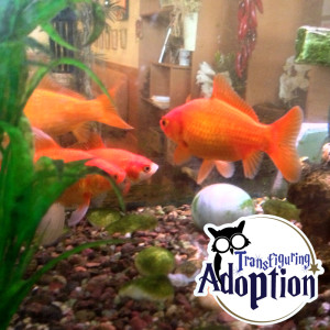 fish-transfiguring-adoption-water-hogwarts