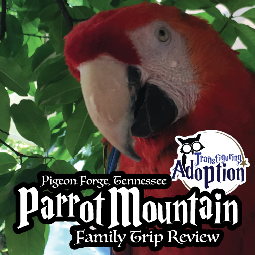 parrot-mountain-pigeon-forge-tennessee-trip-review-square